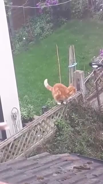 I can almost hear the birds laughing.