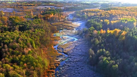 Enchanting Autumn Forests with Beautiful Piano Music Autumn Ambience & Fall Foliage