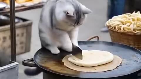 "Adorable Cat Gets in the Kitchen to Make Perfect Rolls! 🐱🍞"