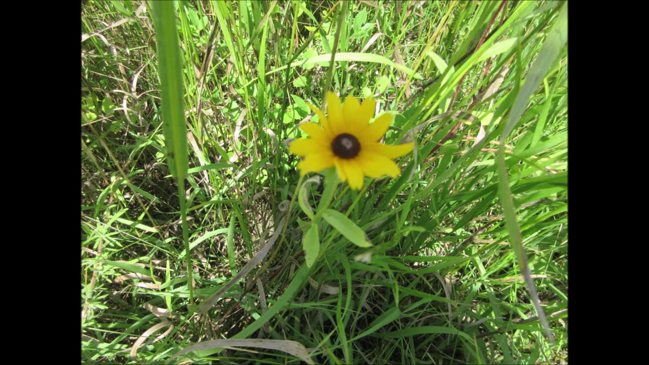 Golden Yellow Petals Black Eyed Susan Aug 2024