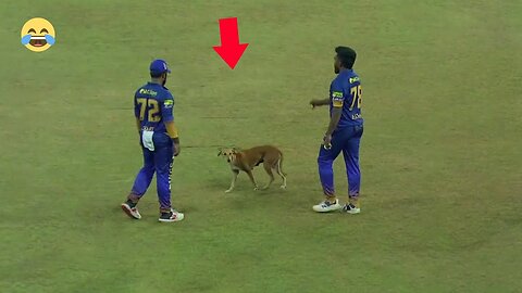 10_Animals_Enter_Cricket_Ground_Moments