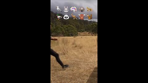 how animals jump fences