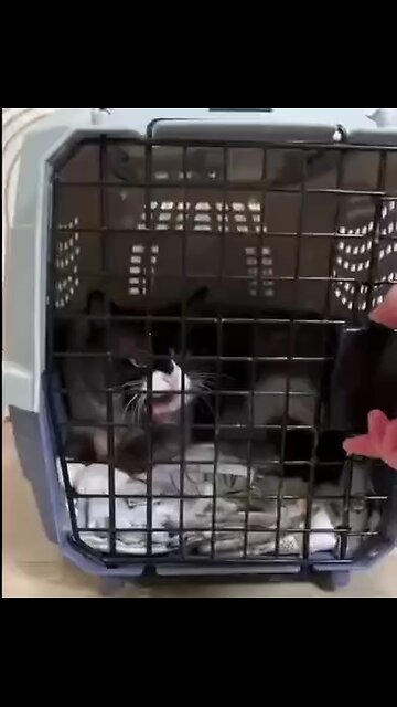 aggressive cats 😨