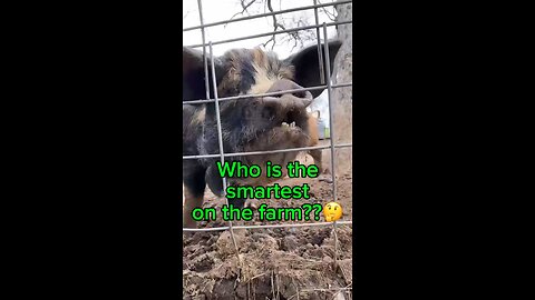 Who is the smartest on the farm?🤔