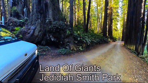 Driving Giants: An Unforgettable Van Life Journey Through Redwoods