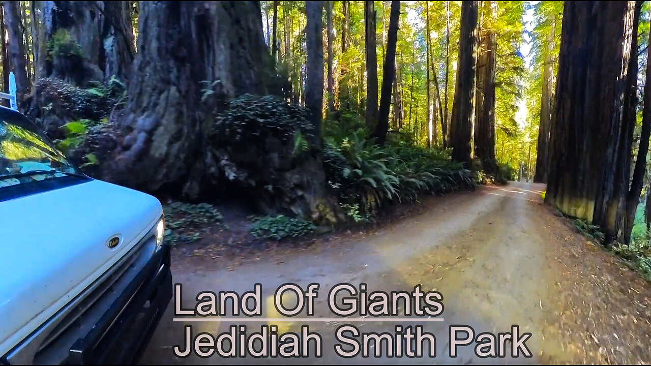Driving Giants: An Unforgettable Van Life Journey Through Redwoods