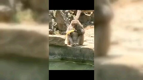 Funny Animal Video