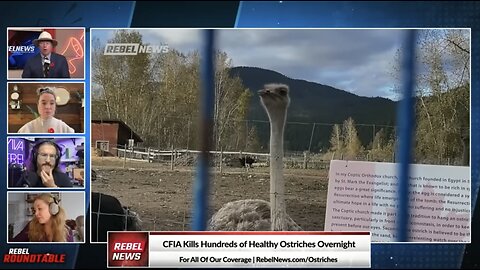 'COWARDS!': Ezra Levant confronts RCMP after ostrich cull