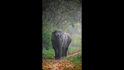 Wildlife Elephant