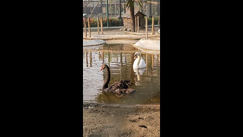 Black and white swan