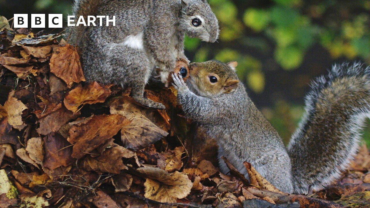 Sneaky Squirrels Steal Acorns | Spy in the Wild | 4K UHD | BBC Earth