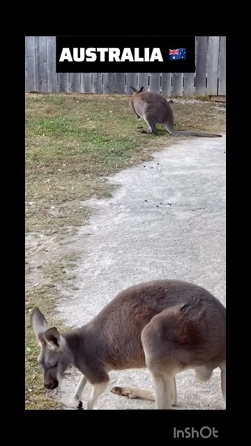 Kangaroo dairies in Australia 🇦🇺