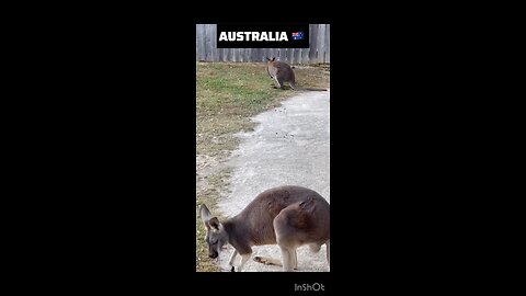 Kangaroo dairies in Australia 🇦🇺 