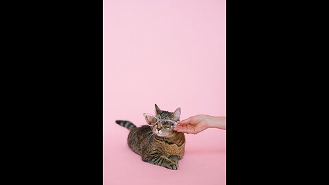 Cats eating is so great 🐈