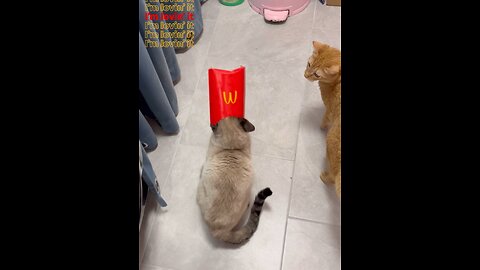 Alice vs McDs