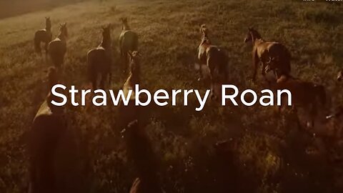 Strawberry Roan