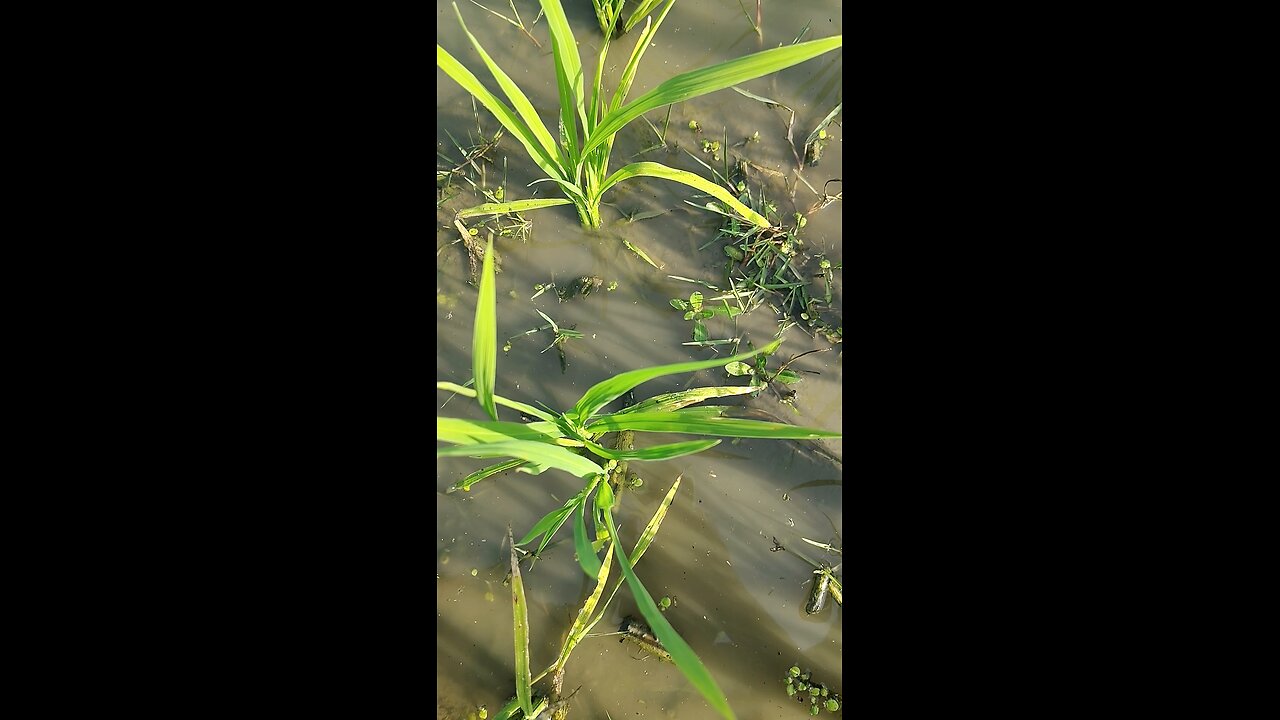 ধানক্ষেত থেকে ঘাস তুলছি। am picking grass from paddy field.