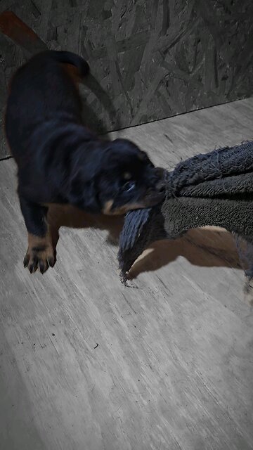 This Female Is Bad As XYZ