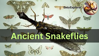 Ancient Snakeflies and the Emergence of Metamorphosis