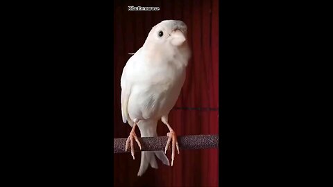 White kenari