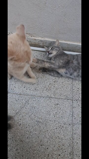 My cat and I have a good relationship, like the relationship between a father and his daughter.