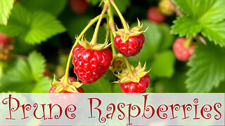 Pruning Raspberry Plants for a Plentiful Harvest