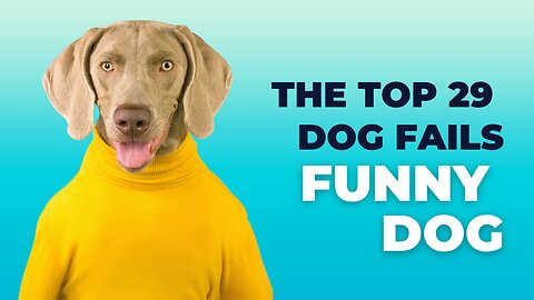 The Top 29 Dog Fails Funny Dog