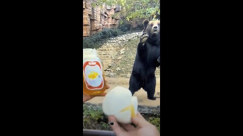 Feeding a little bear