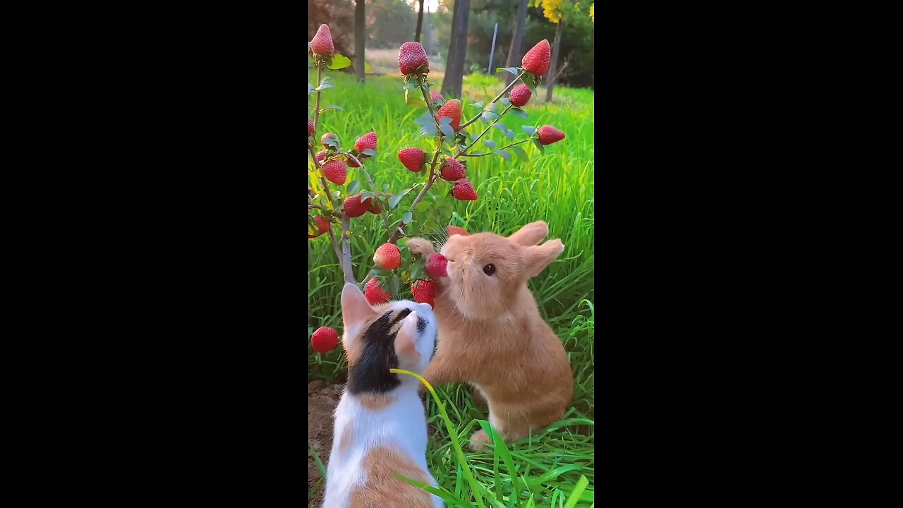 Rabbit eat strabri