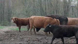 How Corporations Are Secretly Poisoning Our Food Supply