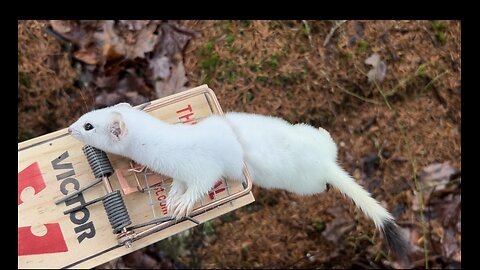 Weasel Trapping- Setting and Checking