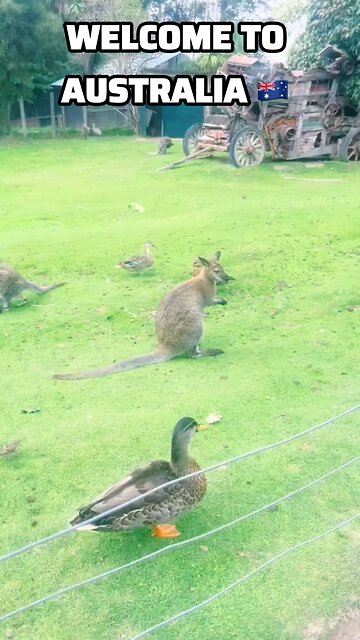 Welcome to Australia 🇦🇺