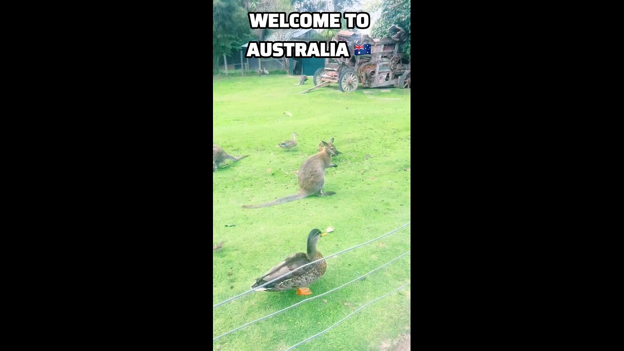Welcome to Australia 🇦🇺