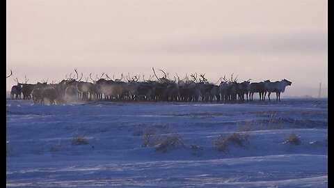 Why Would Santa Choose Reindeer Because They Are Perfect for Pulling Sleighs.