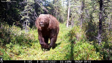 Bear Charges Wildlife Camera in the Wilds of Yukon Territory