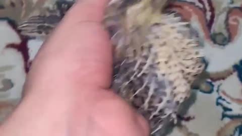 Baby Quail Growth Stages