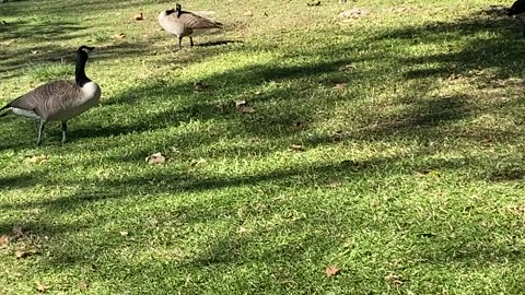 I’ve recorded the Canada Goose 🪿 today on December 4 2025 1