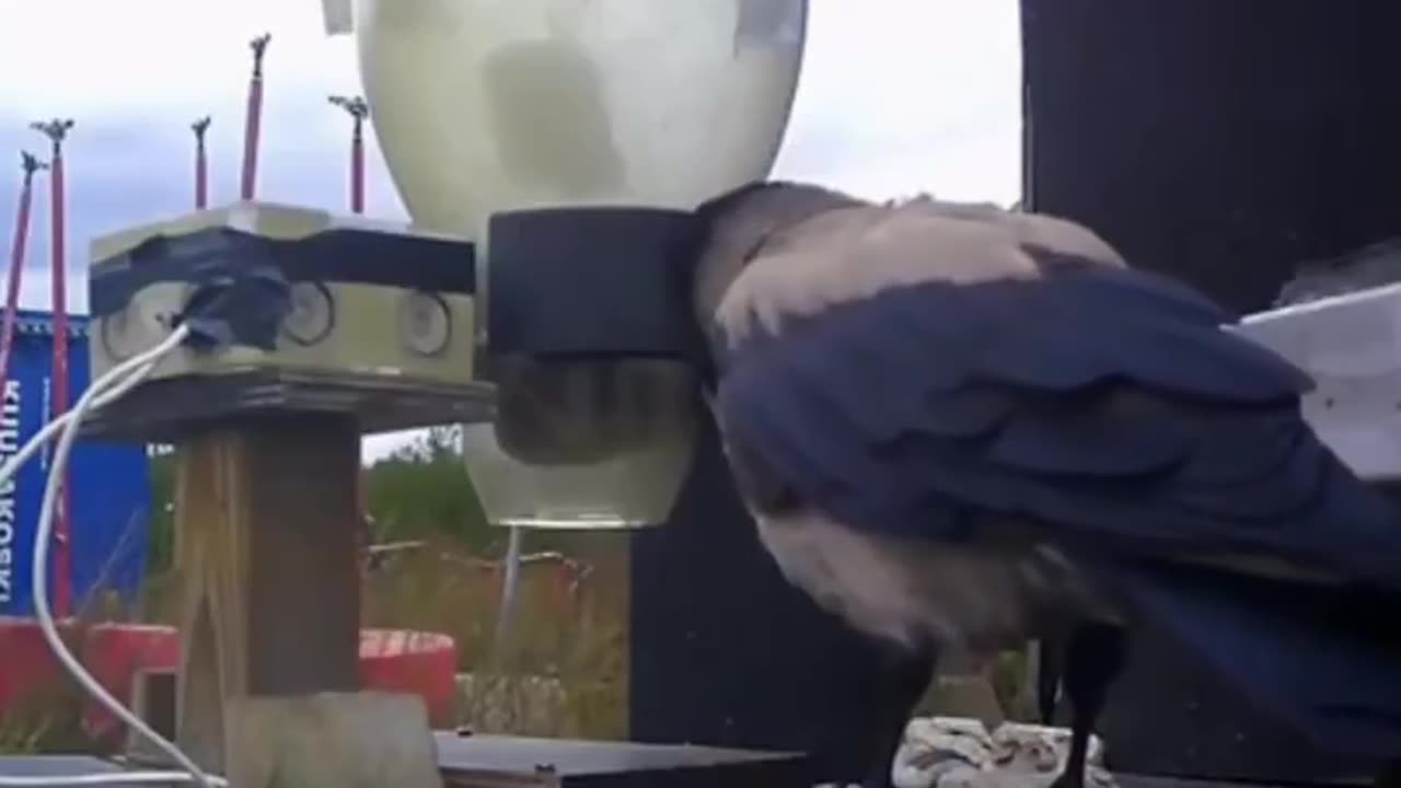Smart crows swap cigarette butts for snacks in Sweden