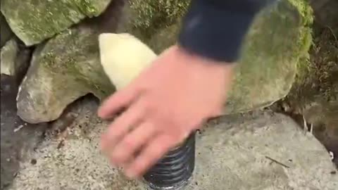 Electricians are literally training ferrets to pull wires through tunnels too tight for tools