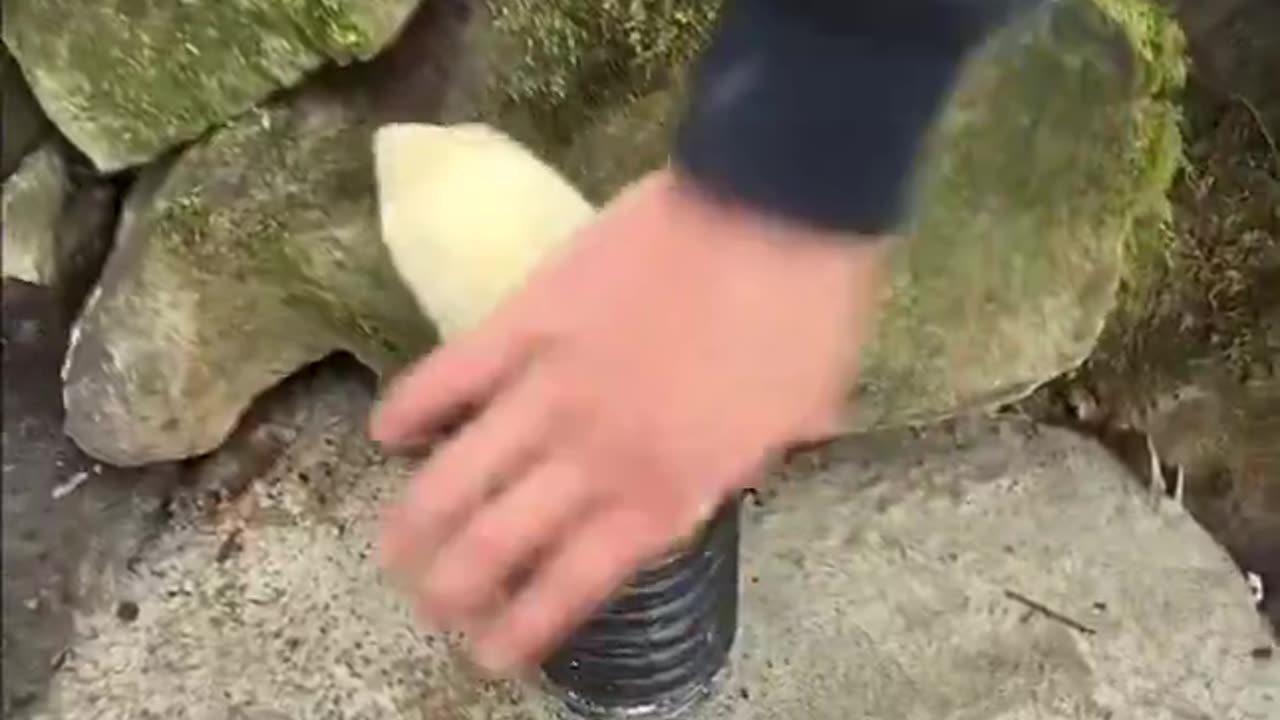 Electricians are literally training ferrets to pull wires through tunnels too tight for tools