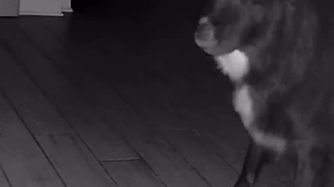 😰👻 Can Anyone Explain This Ghostly Phenomenon? | TheHauntingHour