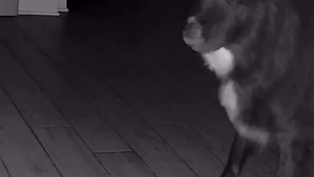 😰👻 Can Anyone Explain This Ghostly Phenomenon? | TheHauntingHour