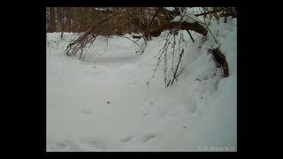 ViralNatureCam - Live Stream