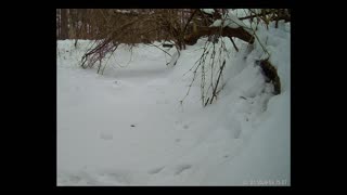 ViralNatureCam - Live Stream