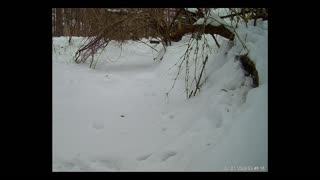 ViralNatureCam - Live Stream