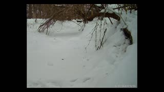 ViralNatureCam - Live Stream