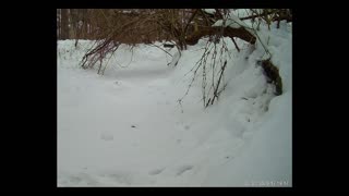 ViralNatureCam - Live Stream