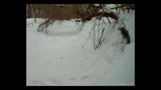 ViralNatureCam - Live Stream