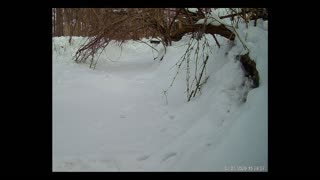 ViralNatureCam - Live Stream