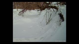 ViralNatureCam - Live Stream